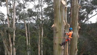 200 foot Tree Removal [upl. by Karlise]