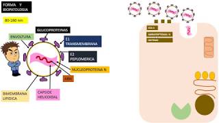 COVID 19 CORONAVIRUS [upl. by Litch]