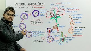 Life Cycle Of Angiosperms [upl. by Festus916]