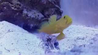 Pistol shrimp kill amphipod for goby at 012 [upl. by Euqinamod927]