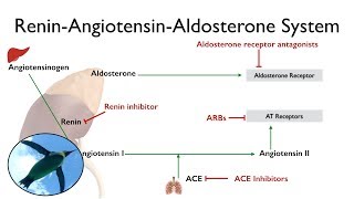 ReninAngiotensinAldosterone System The RAAS [upl. by Mcclure]