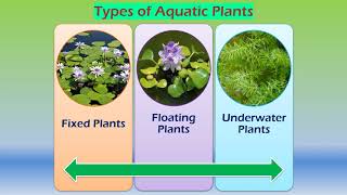 Adaptations in aquatic plants [upl. by Zendah268]