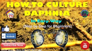 HOW TO CULTURE DAPHNIA In Easy Way [upl. by Standish]