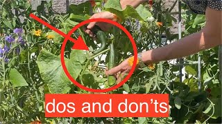 How and when to harvest cucumbers [upl. by Fast]