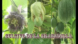 CULTIVO DE LA GRANADILLA [upl. by Aral568]