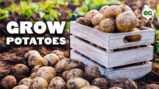 How to Grow EASY Potatoes From Seed to Harvest 🥔 [upl. by Idel]