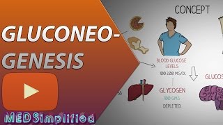 Gluconeogenesis Pathway Made Simple  BIOCHEMISTERY [upl. by Karilla]