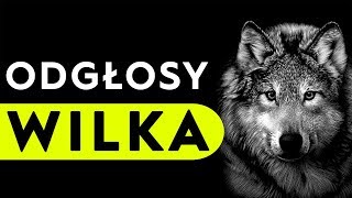 Wilk  odgłosy wilka [upl. by Mcmullan]