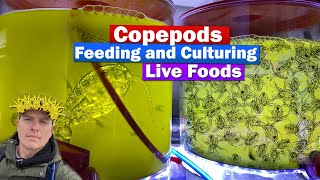 Copepods  Feeding and culturing Live food w Chad the Copegod from ReefNutrition [upl. by Mansur]