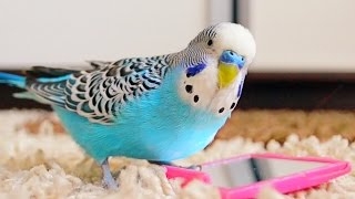 Budgie singing to mirror  Parakeet Sounds [upl. by Wenonah]