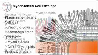 Tuberculosis Mycobacterial Cell Envelope [upl. by Dorreg]