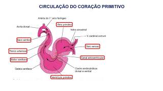 12 EMBRIOLOGIA DO SISTEMA CARDIOVASCULAR [upl. by Glogau]