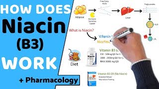 How does Niacin B3 Work  Pharmacology [upl. by Odawa]