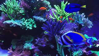 🐟 Coral Reef Aquarium Fish Tank with Water Sound  Tropical Fish Screensaver 10 Hours [upl. by Waldman689]